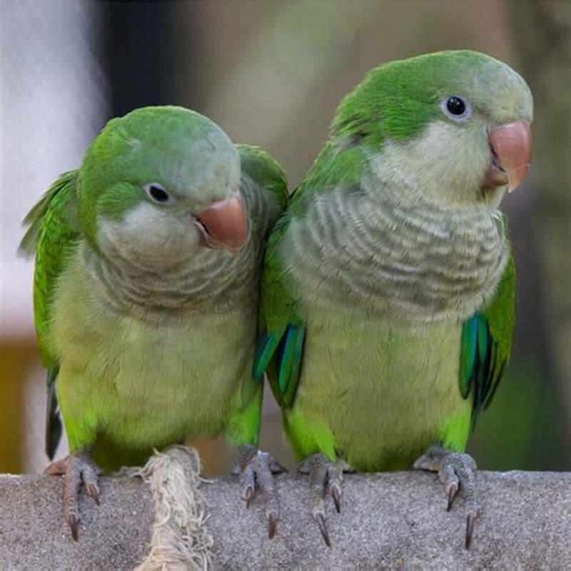 Is a parakeet a good pet? - DIY Seattle