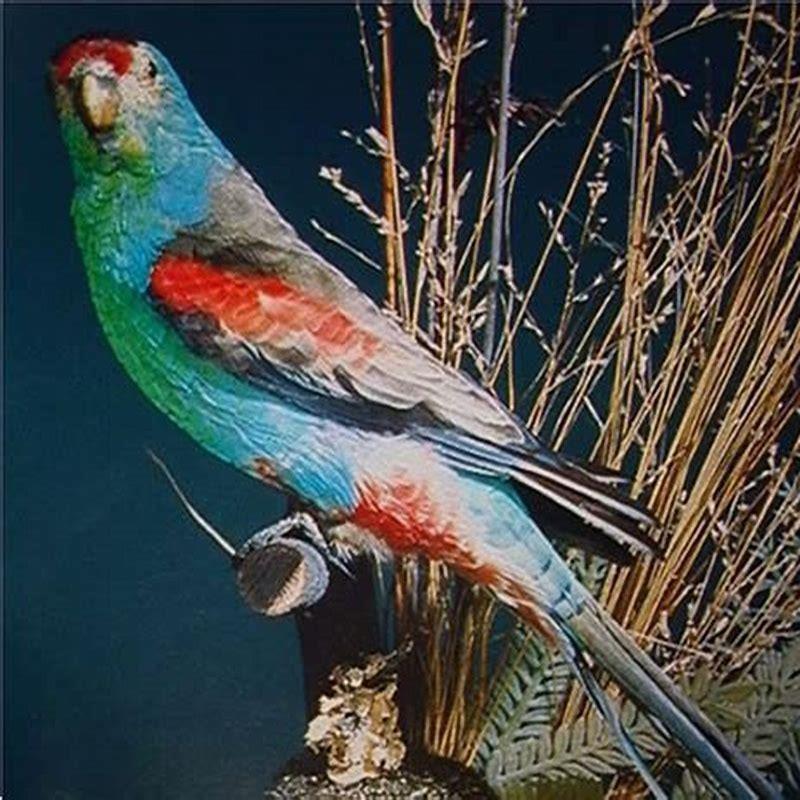 Is a parrot a bird of paradise?