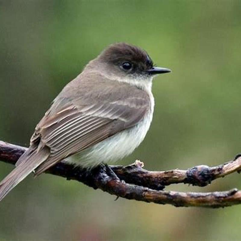 Is a phoebe a chickadee?
