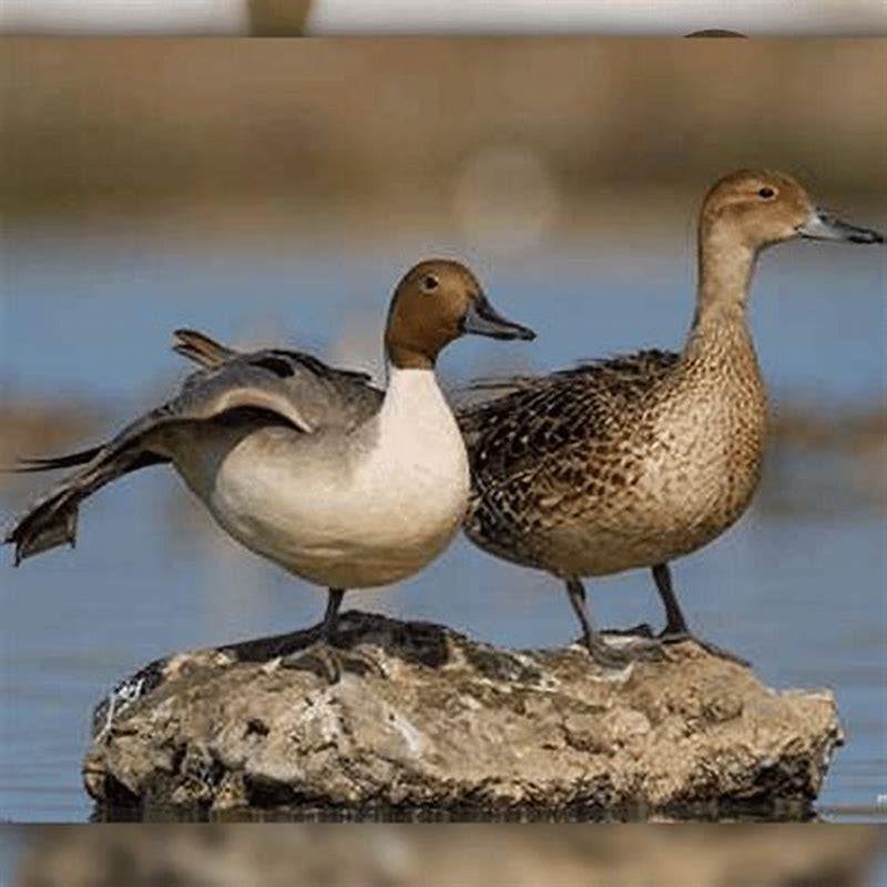 Is a pintail a duck?