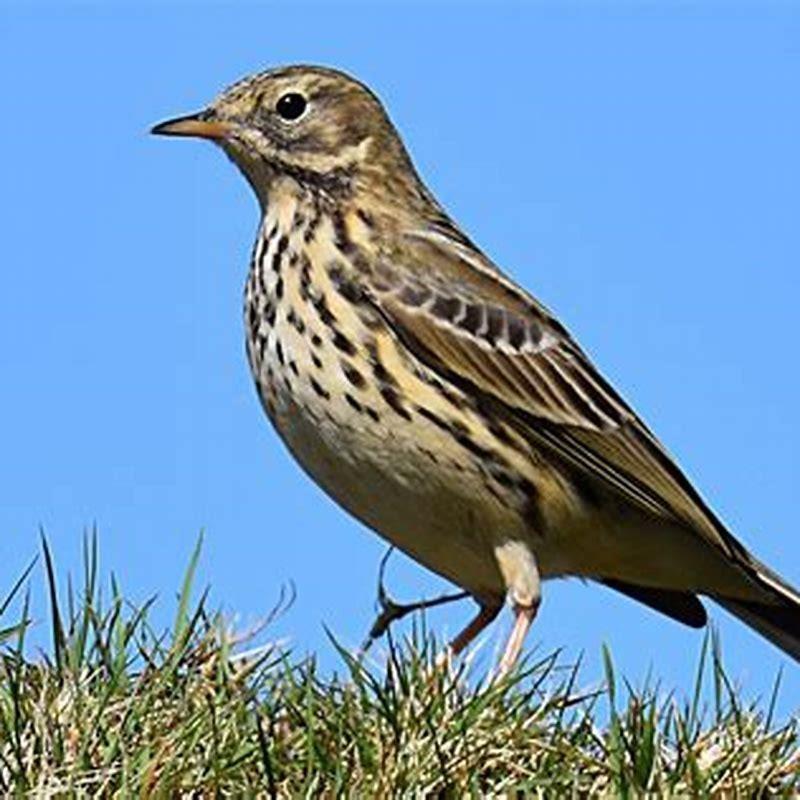 Is a pipit a songbird?