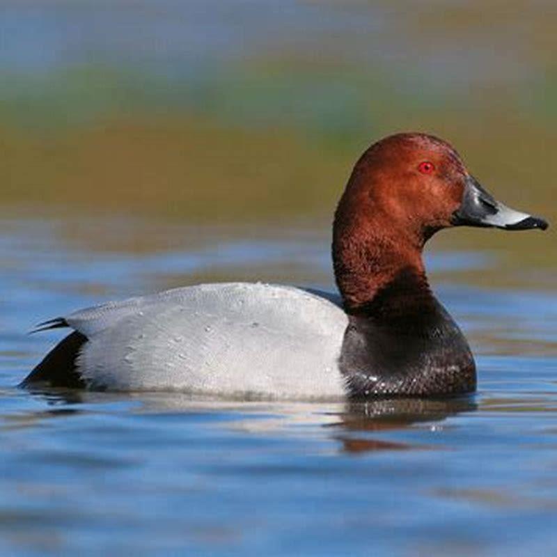 Is a pochard a duck? - DIY Seattle