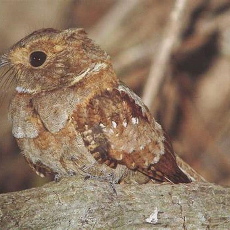 Is a Poorwill a owl?