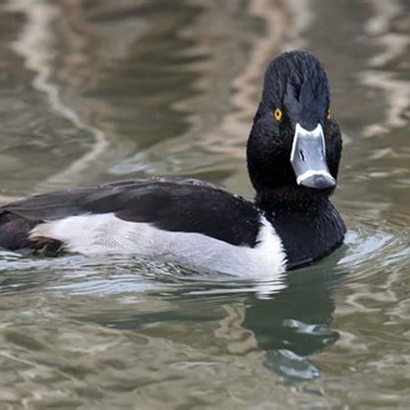 Is a ring neck duck rare? - DIY Seattle