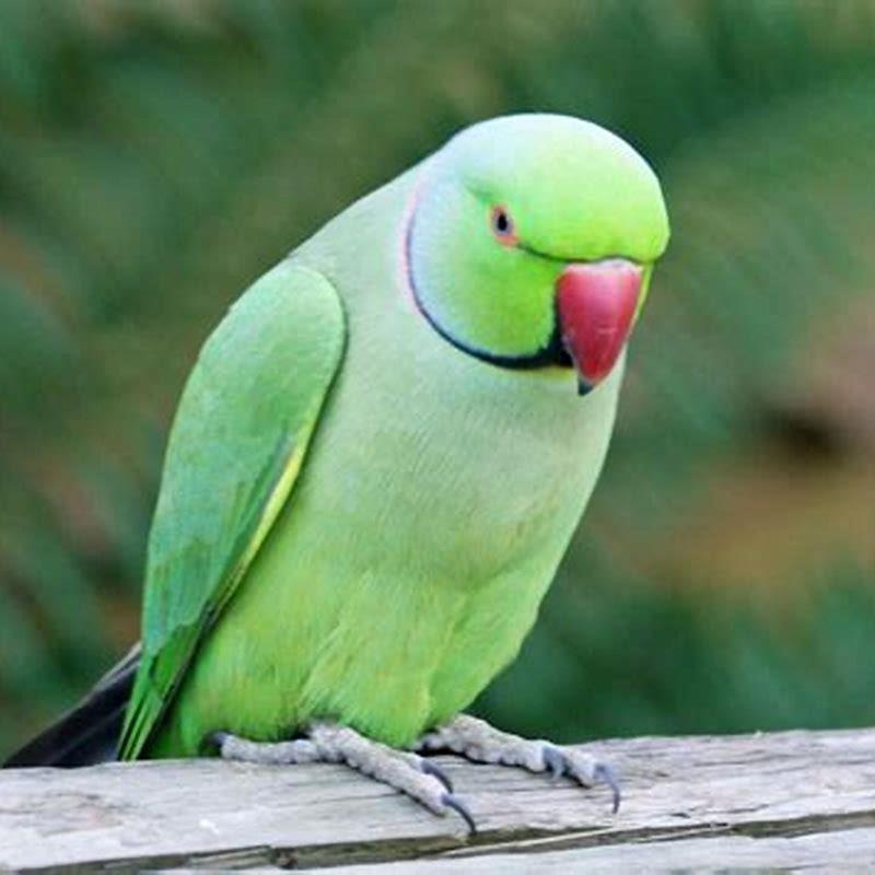 Is a ringneck a parakeet?
