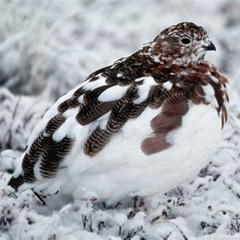 Is a Rock Ptarmigan a carnivore?