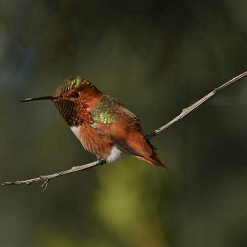 Is a rufous hummingbird a herbivore?
