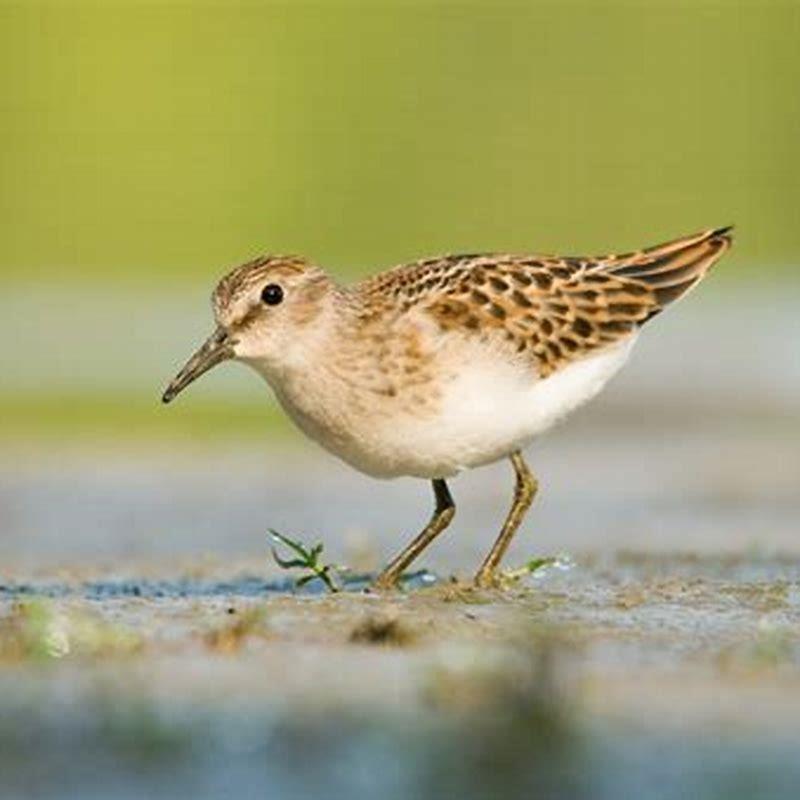 Is a sandpiper a shore bird?