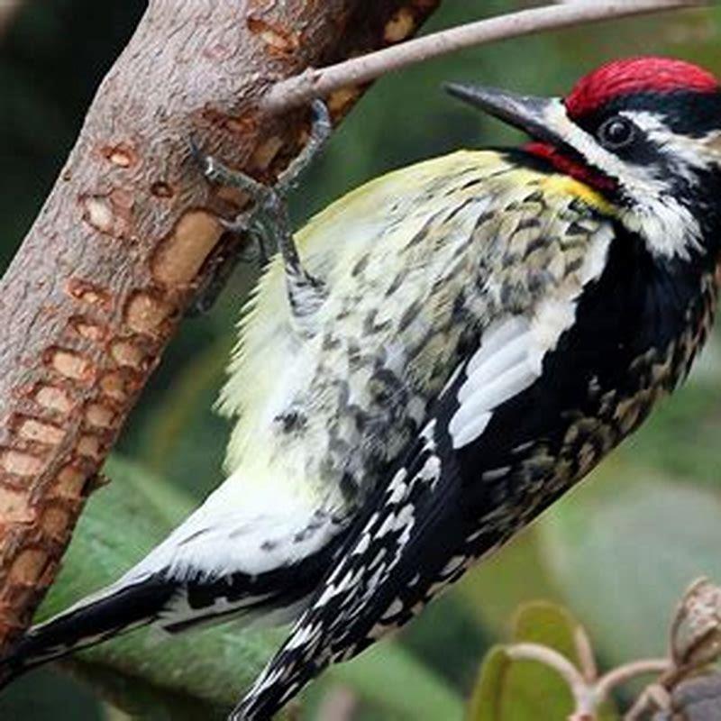 Is a sapsucker a woodpecker?