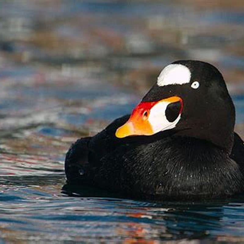 Is a scoter a coot?