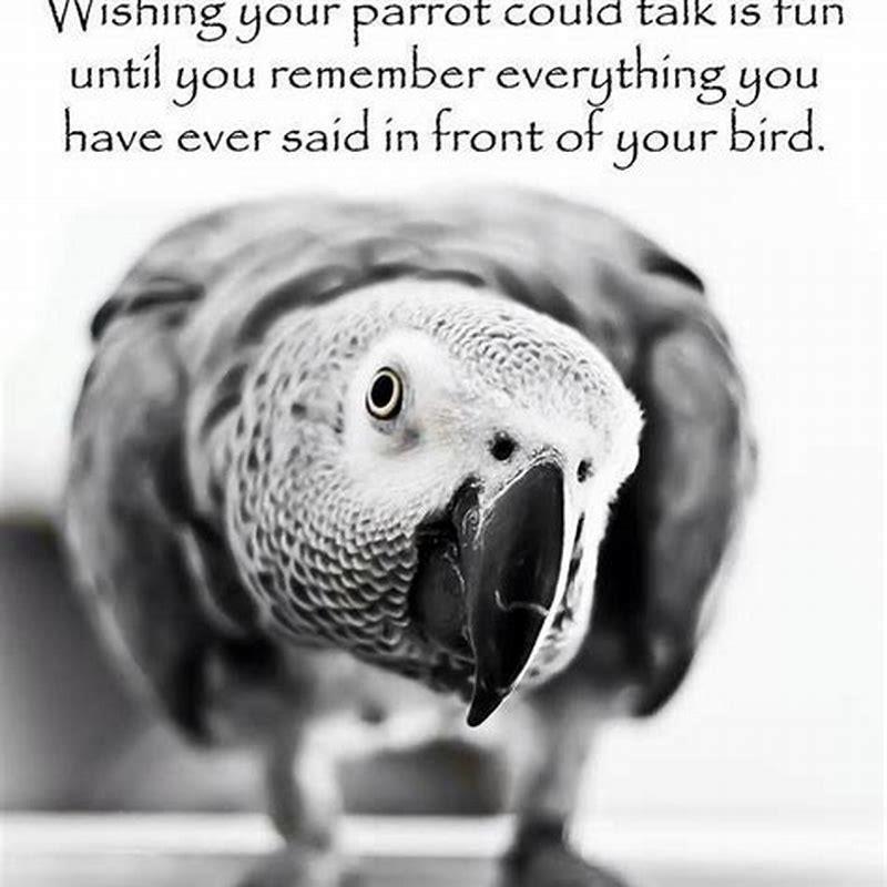 Is a Senegal parrot right for me?