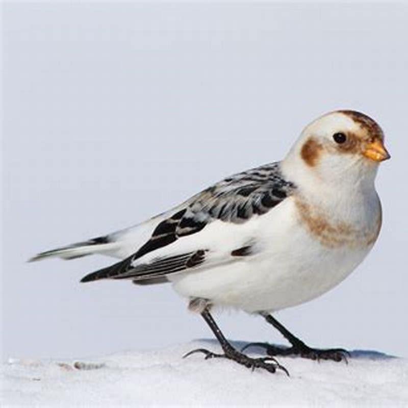 Is a snow bunting a sparrow?