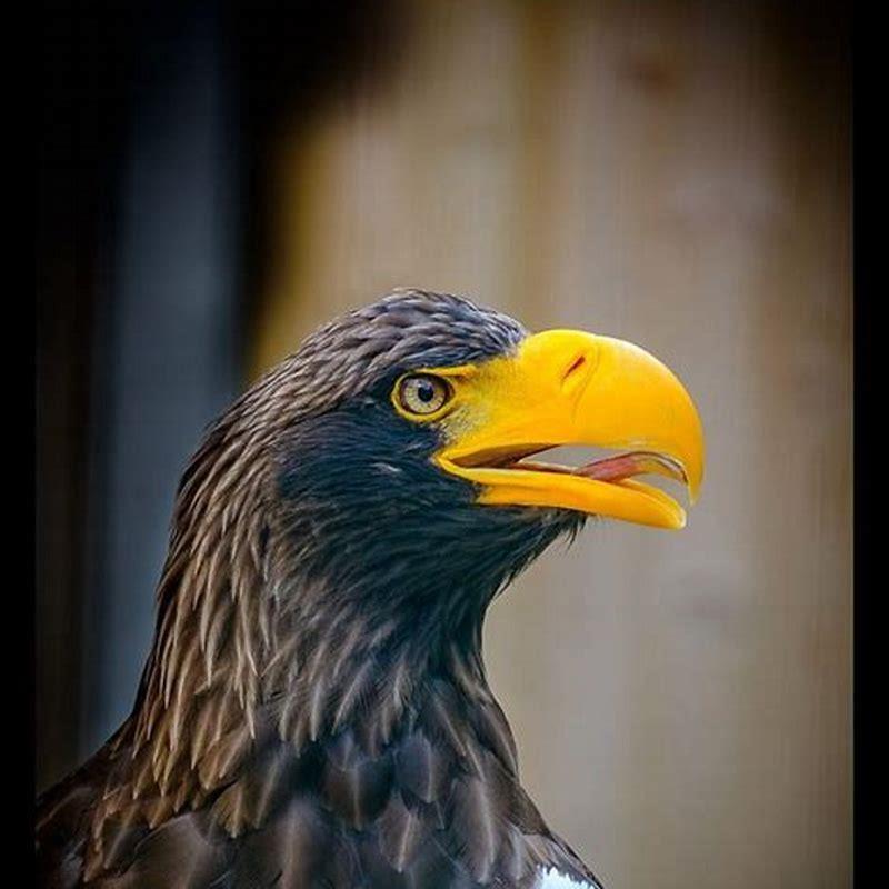 Is a Steller’s sea eagle bigger than a bald eagle?