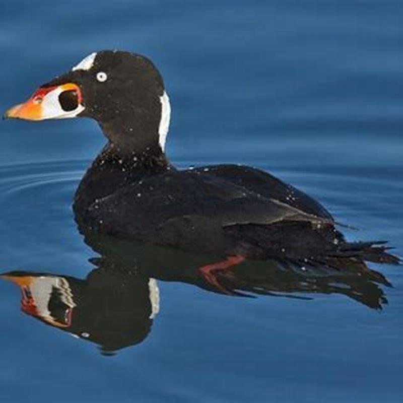 Is a surf scoter a duck?