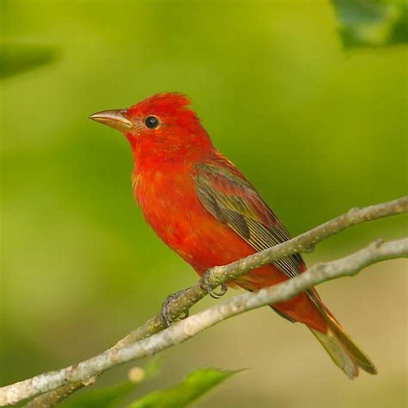 Is a tanager a robin?