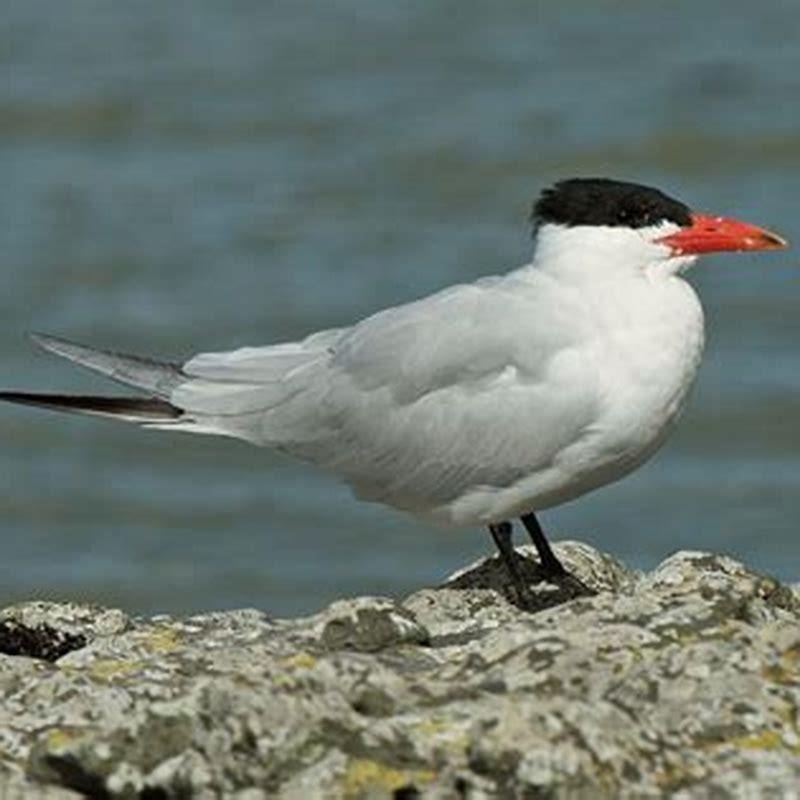 what-do-tern-birds-eat-diy-seattle