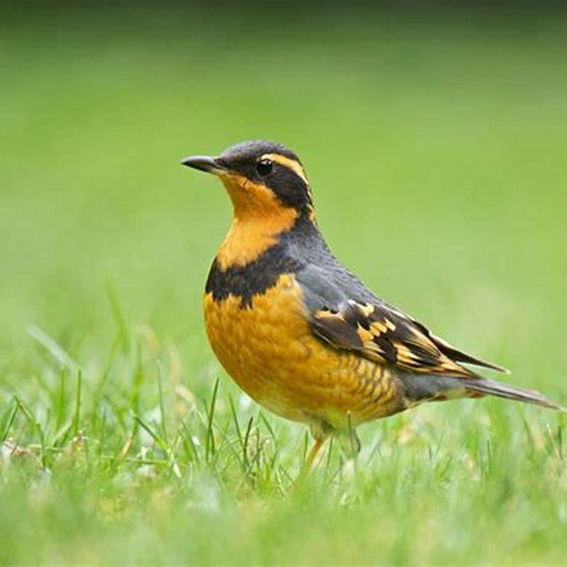 Names For Birds Male Indian