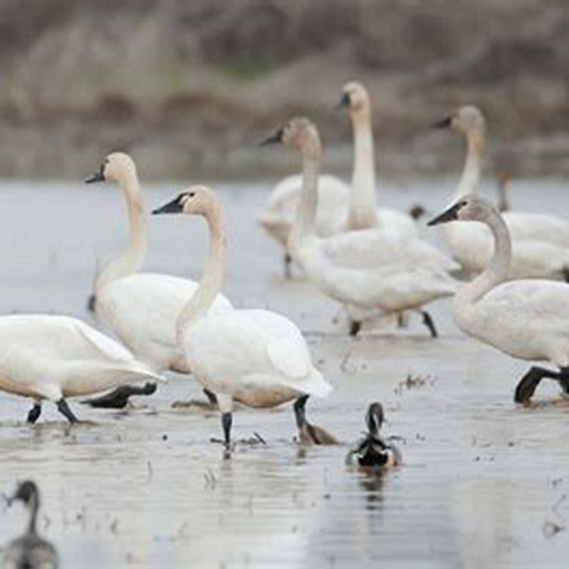 Is a tundra swan a carnivore?