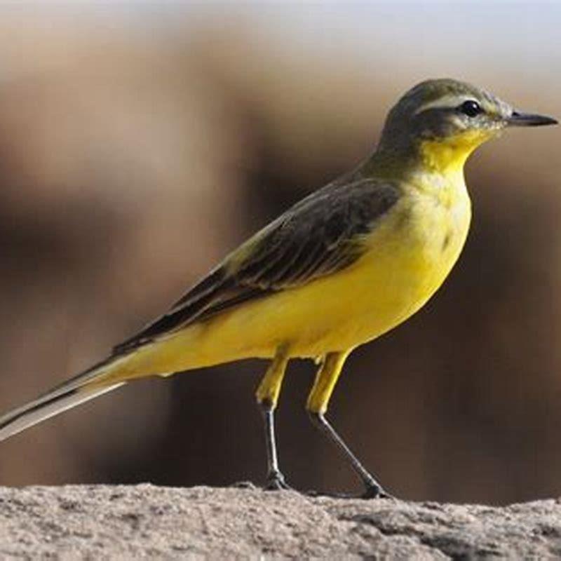 is-a-wagtail-a-songbird-diy-seattle