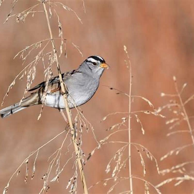 Is a white-crowned sparrow a carnivore?