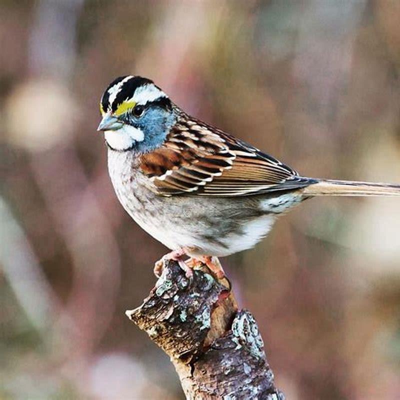 Is a White-throated Sparrow rare?