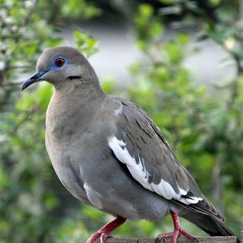 Is a White-winged Dove a pigeon?
