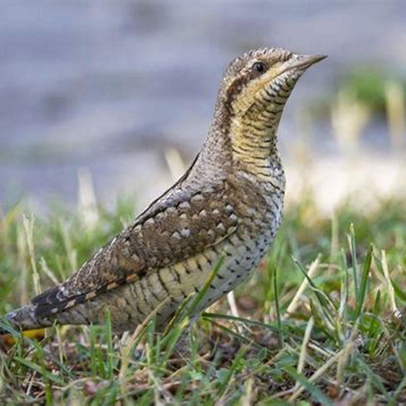 Is a wryneck a woodpecker?