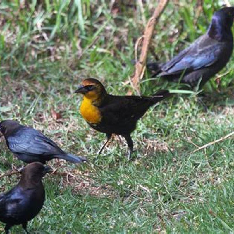 Is a yellow-headed blackbird rare?