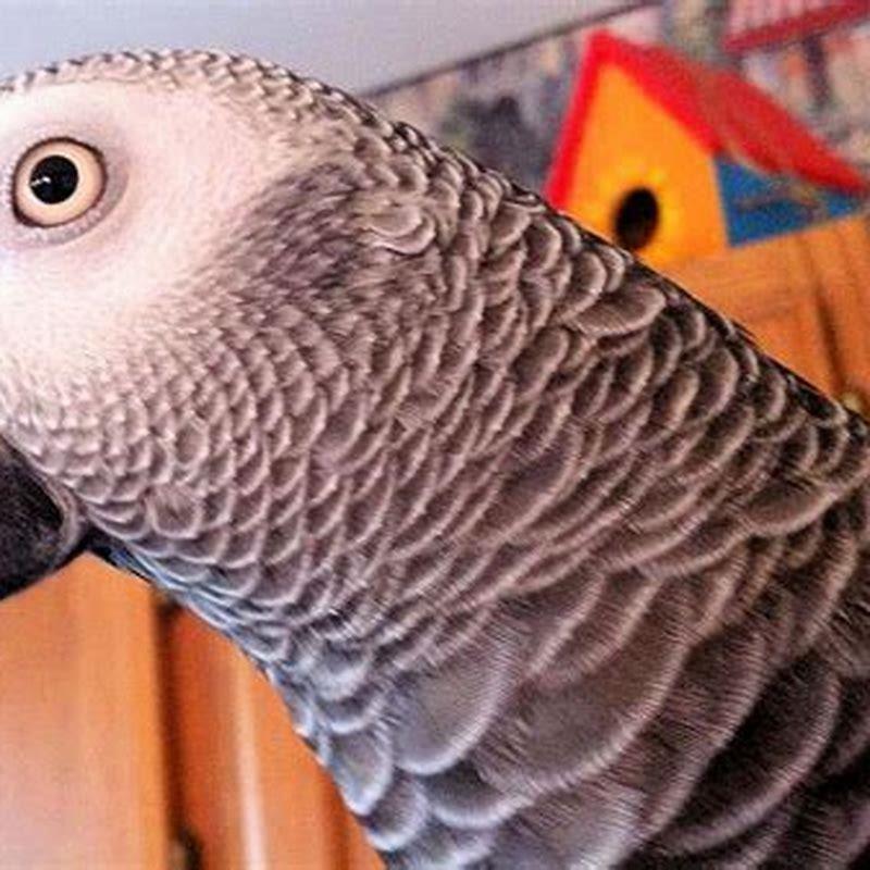 Is an African Grey Parrot a good pet?