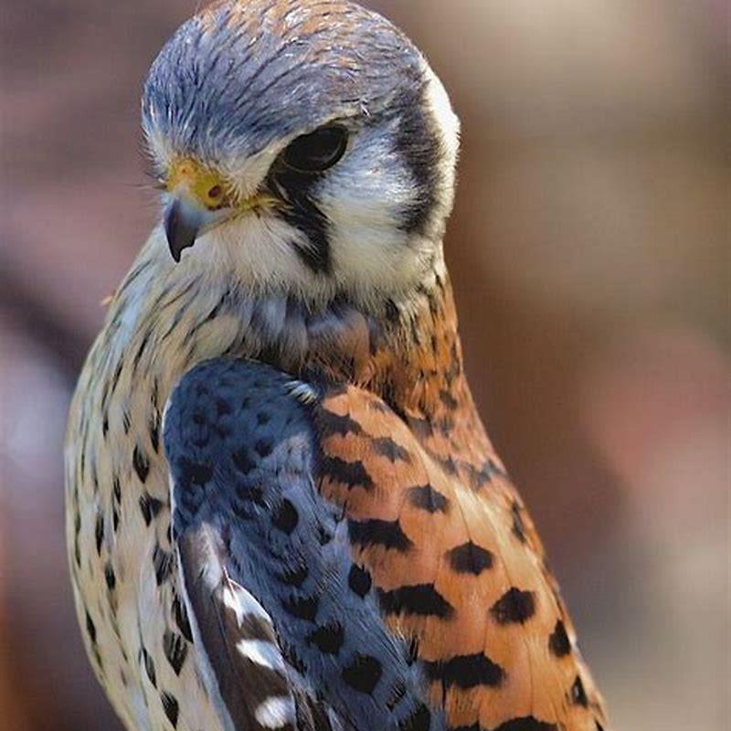 Is an American Kestrel a Sparrow Hawk?