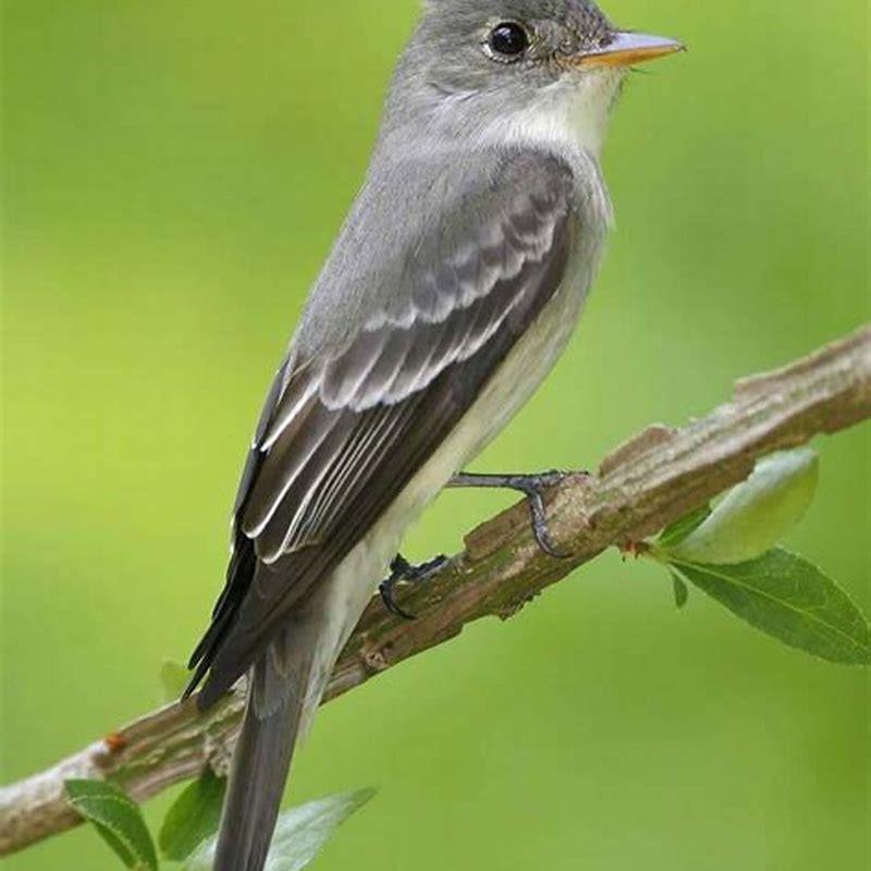 Is an Eastern Wood Pewee a flycatcher?