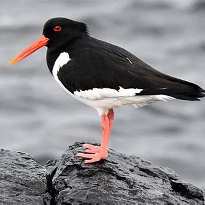 oystercatchers-nesting-again-wwt