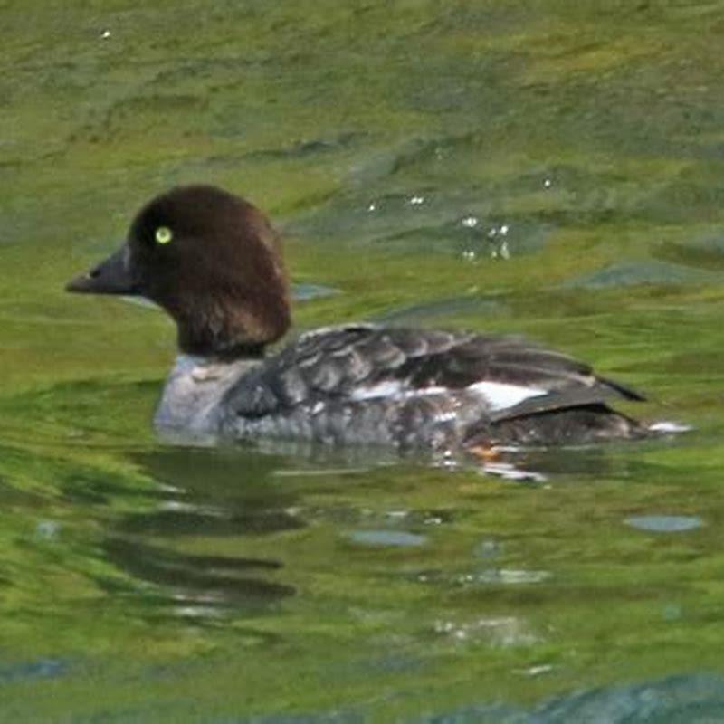 Is Barrow’s goldeneye rare?