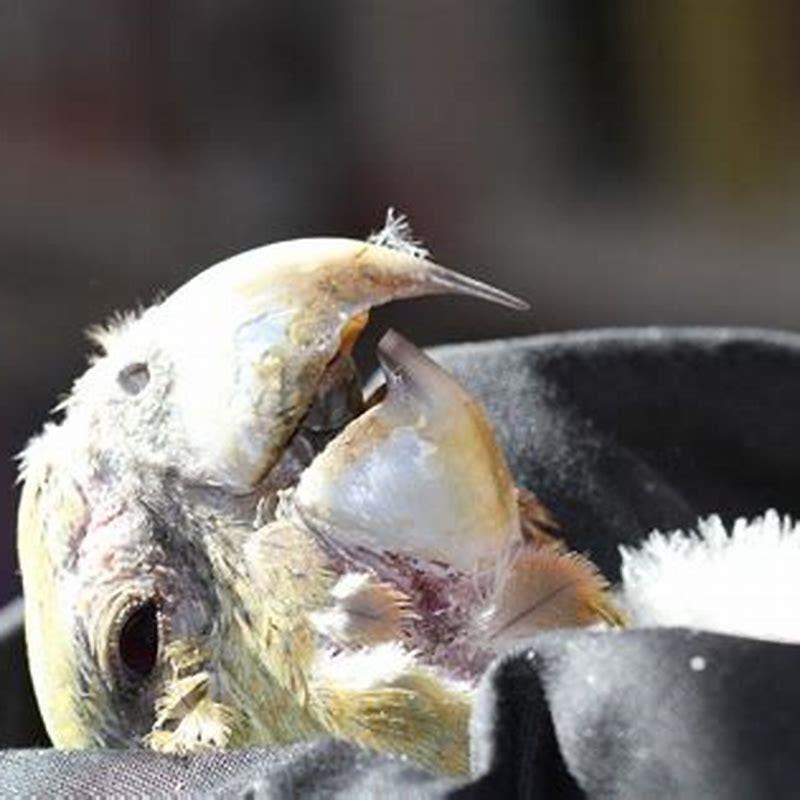 Is beak and feather disease painful?
