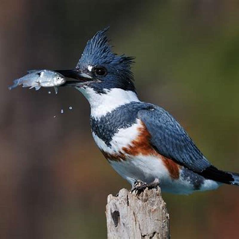 Is belted kingfisher a carnivore?