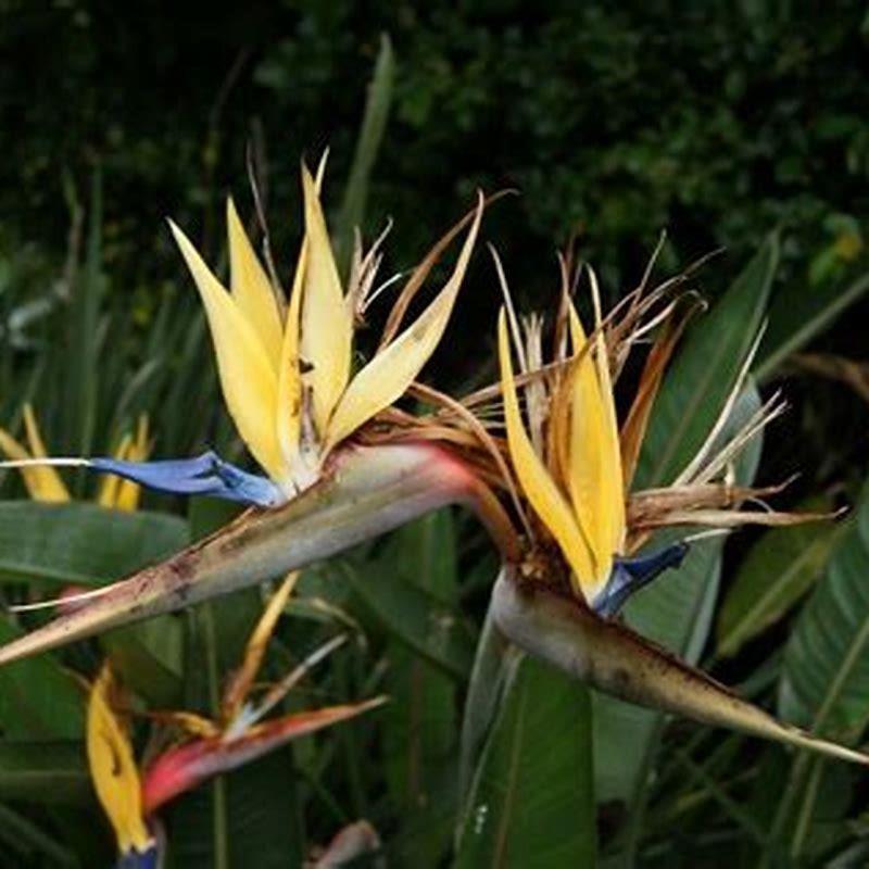 Is bird of paradise easy to care for?