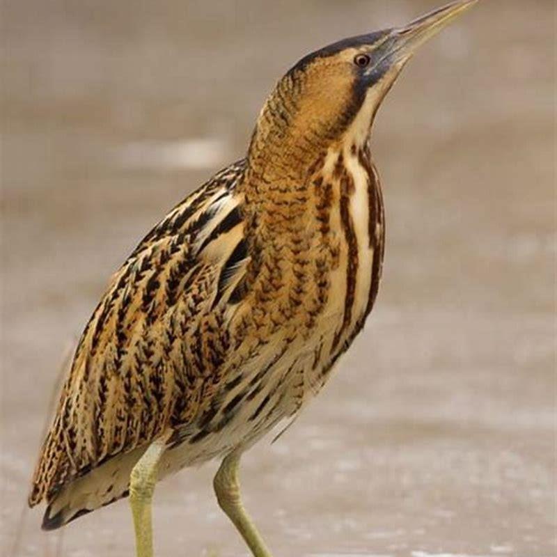 is-bittern-a-bird-diy-seattle