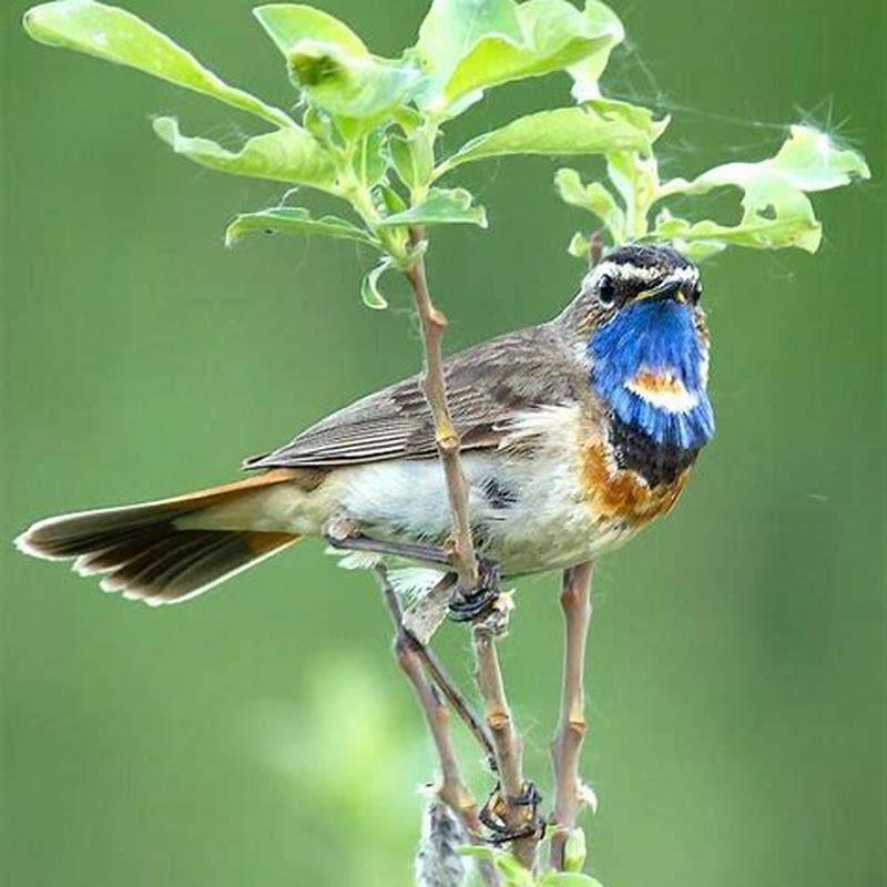 Is Bluethroat endangered?