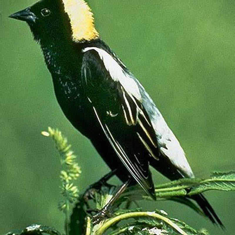 Is Bobolink An Extinct Bird DIY Seattle