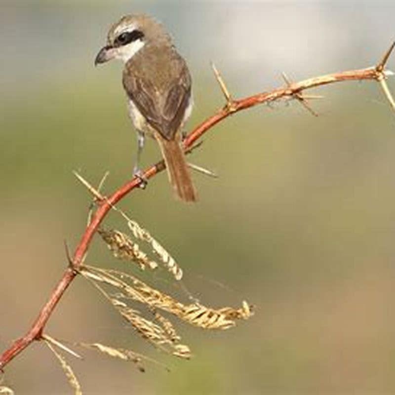 Is Brown Shrike a migratory bird?