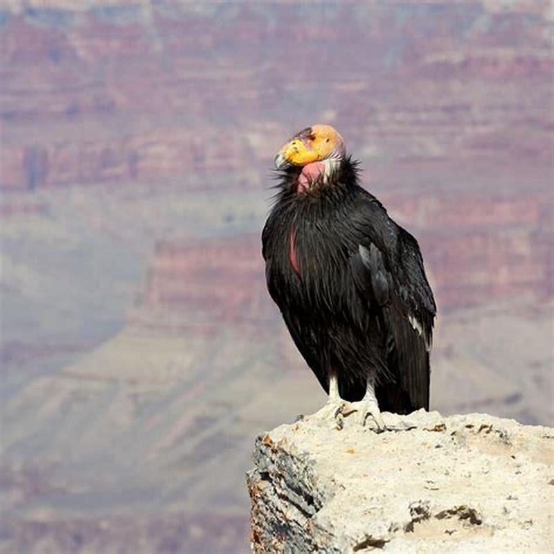 Is California condor a vulture?