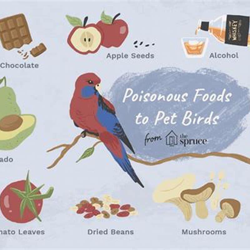 Is Chocolate Poisonous To Parrots DIY Seattle is-chocolate-poisonous-to-parrots-diy-seattle