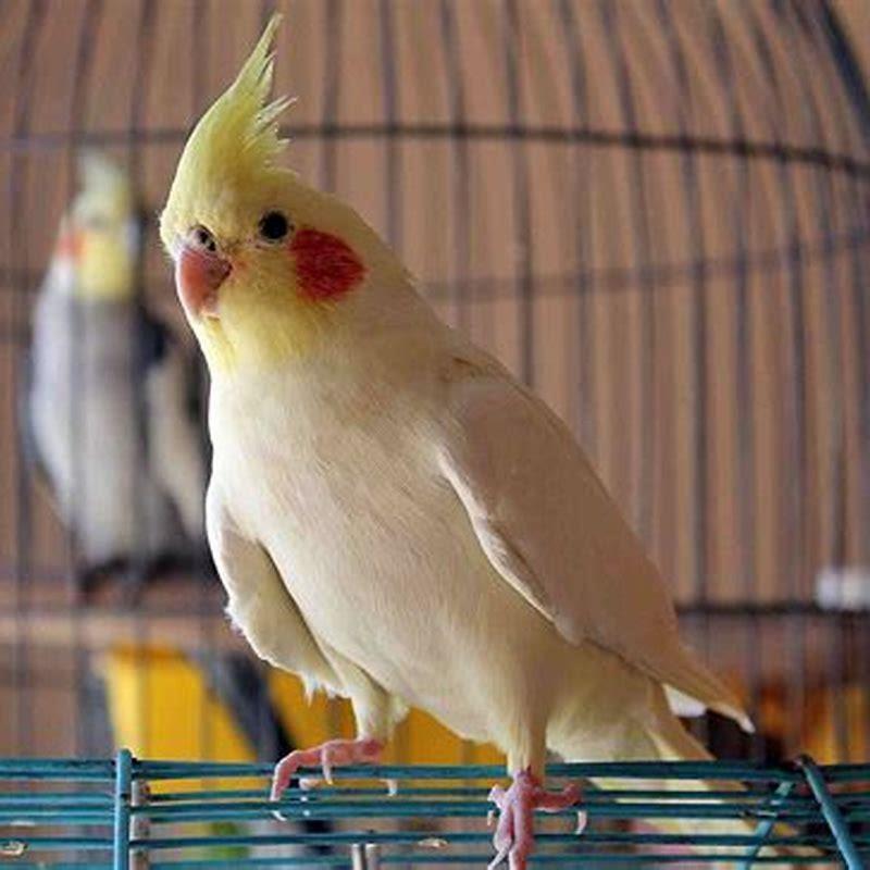 Is cockatiel a good pet?
