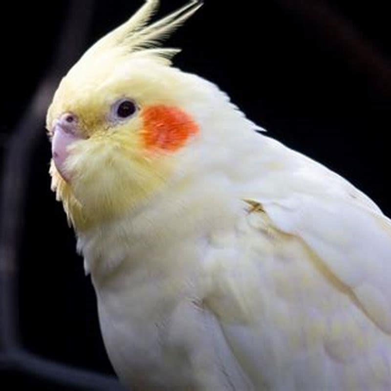 Is cockatiel bird good for home?