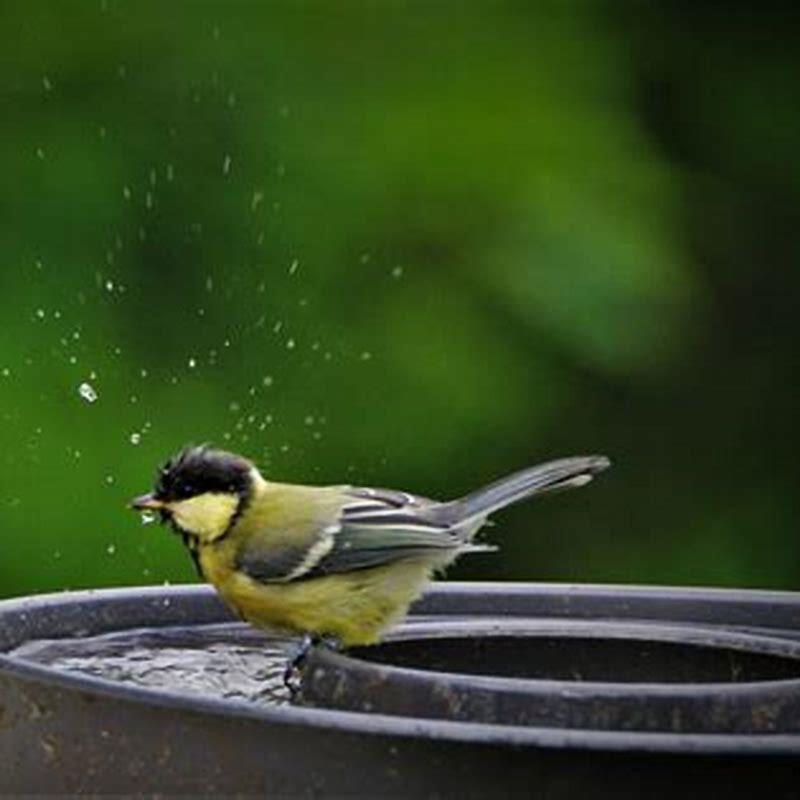 Is Dry Paint Safe For Birds DIY Seattle