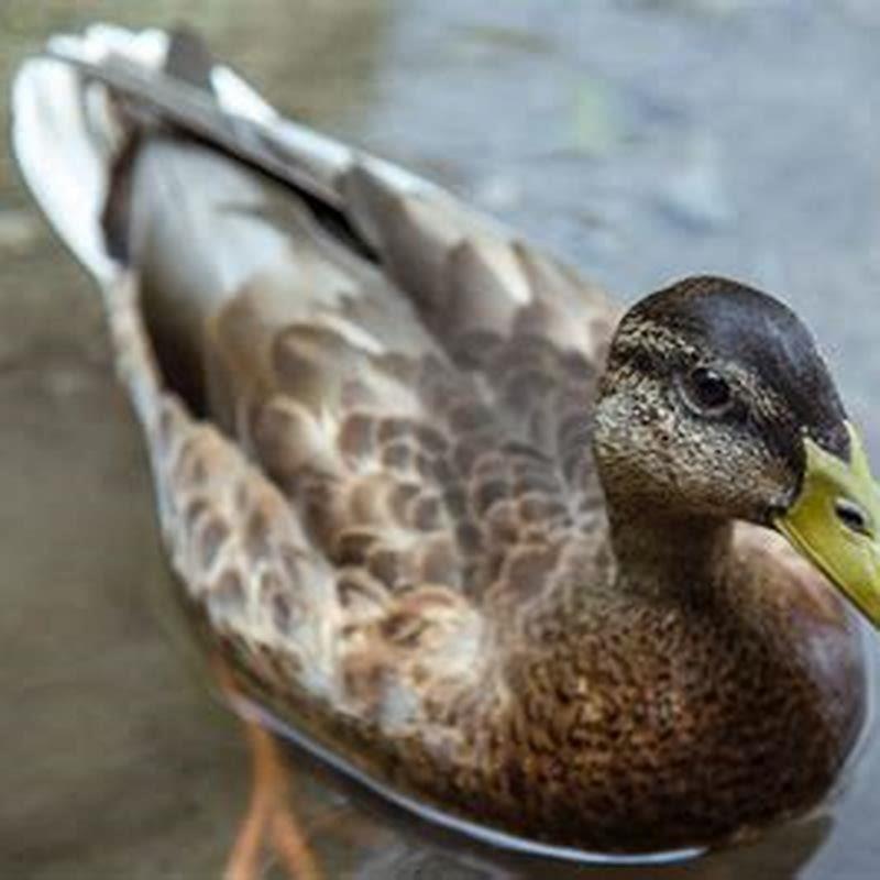 Is duck a swimming bird? - DIY Seattle