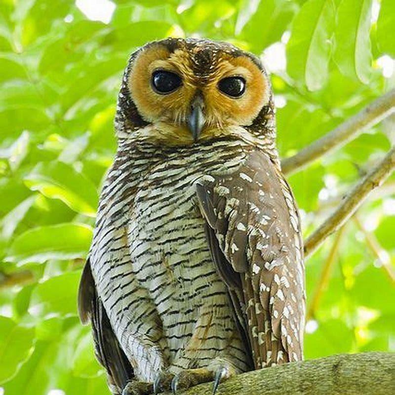 Is Elf Owl A Carnivore 