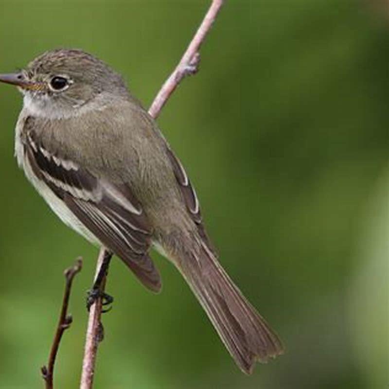 is-flycatcher-a-bird-diy-seattle