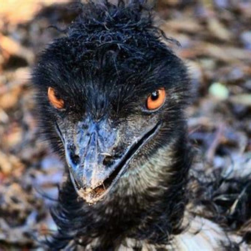 Is it dangerous to eat birds?