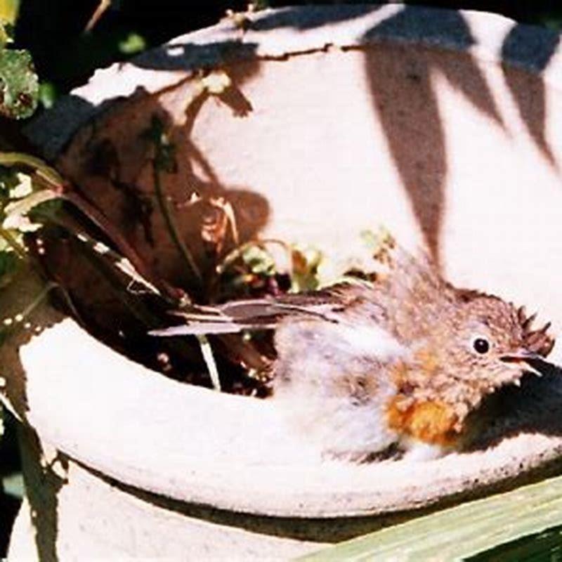 Is it good to drink bird nest everyday? DIY Seattle